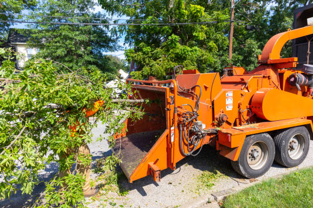 Emergency Storm Tree Removal in Clearlake, CA